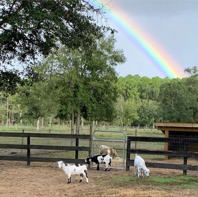 Beautiful rainbow with our goats and sheep.