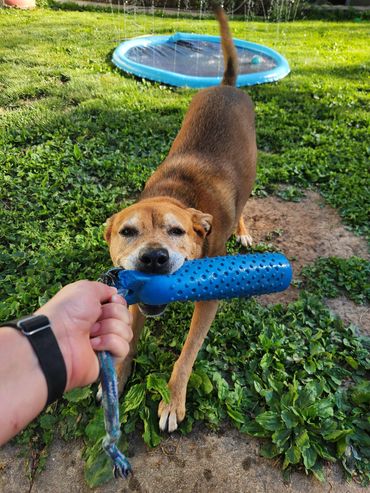 Dog playing tug-of-war with a blue toy.