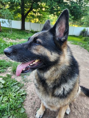 Profile of a happy German Shepherd outdoors.