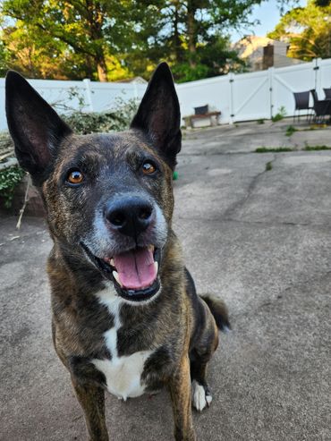 Happy dog sitting outdoors in a yard.