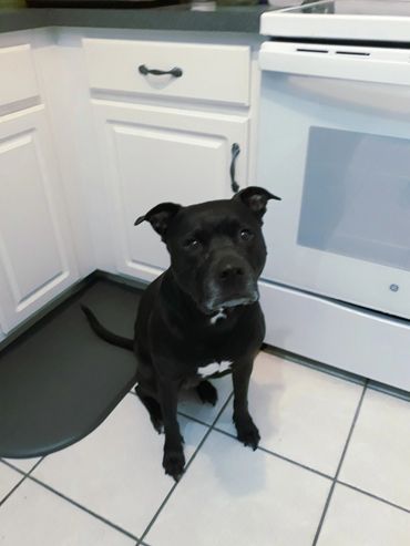 Black dog sitting on kitchen floor looking up.