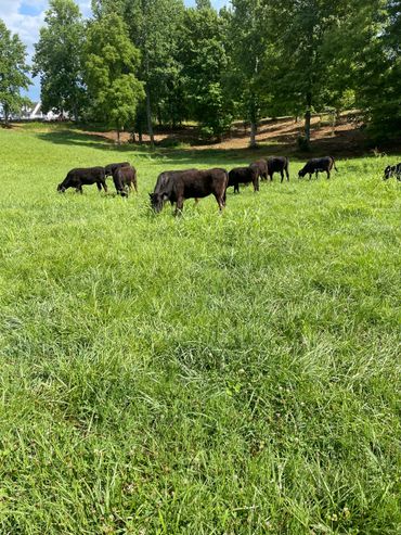 Group of some of our full blood registered Wagyu cows