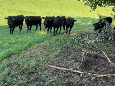 Wagyu full blood heifers