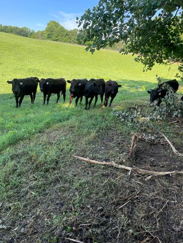 Group of registered full blood wagyu heifers