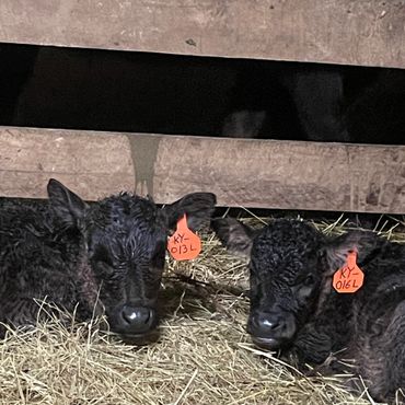 Full blood wagyu newborns