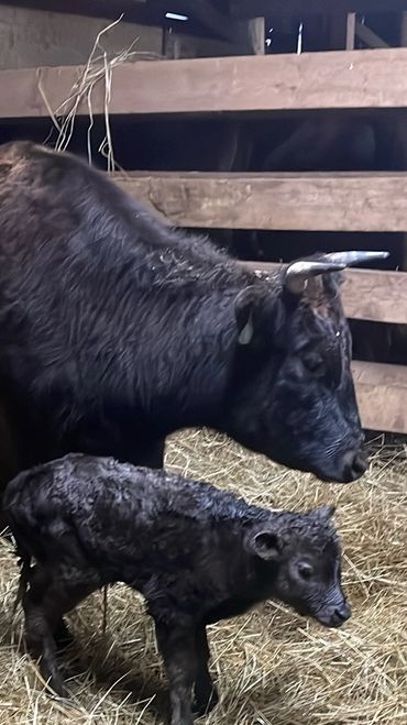 Newborn wagyu calf