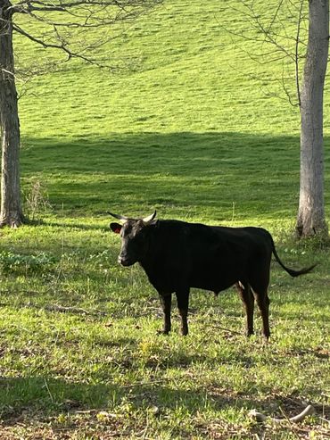 One of our registered full blood wagyu bulls
