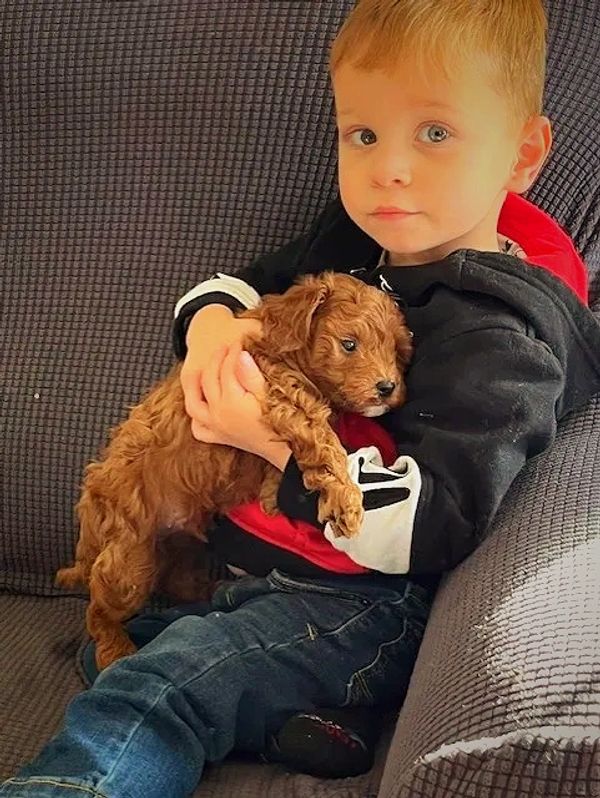 Boy holding Piglet 6 week old Cockapoo puppy
