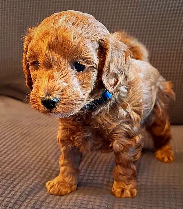 Piglet Male Cockapoo 5 weeks old