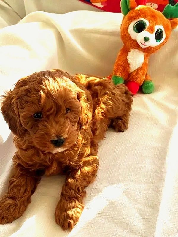 Piglet Male Cockapoo 7 weeks old