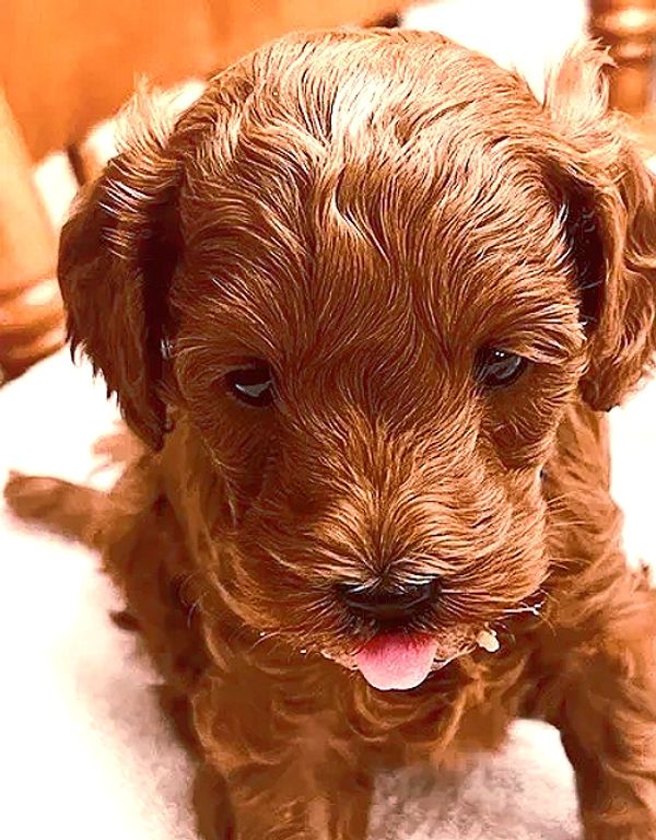 Piglet Male Cockapoo 4 weeks old