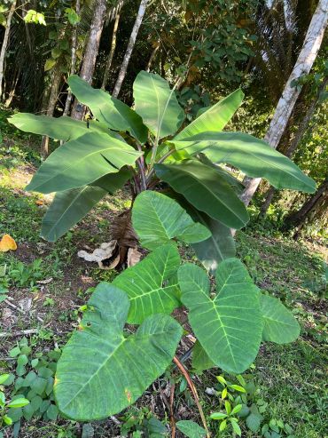 A lush green tropical garden with large leaves.