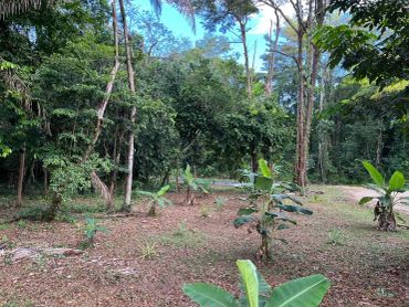Young banana plants in a forest clearing.