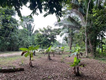 A lush garden with young banana plants and other tropical trees.