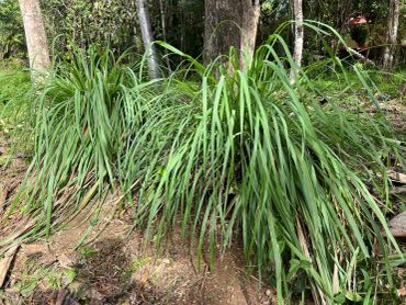 Two clumps of tall green grass in a forested area.