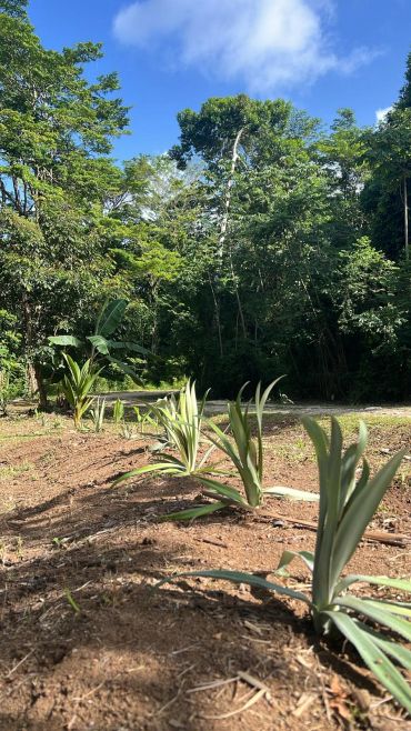 Young plants growing in a sunny garden with trees.