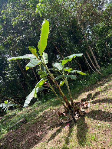 Banana plants in a sunlit forest clearing.