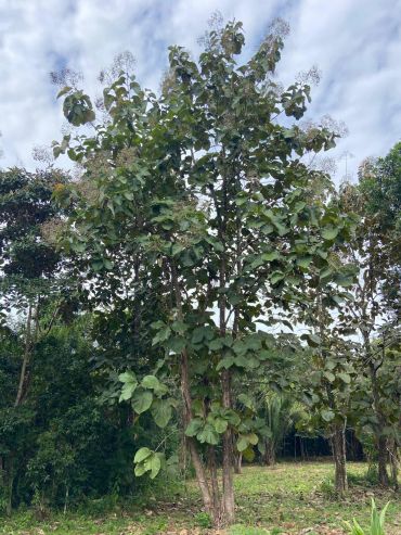 Tall tree with broad leaves and small clusters of flowers.