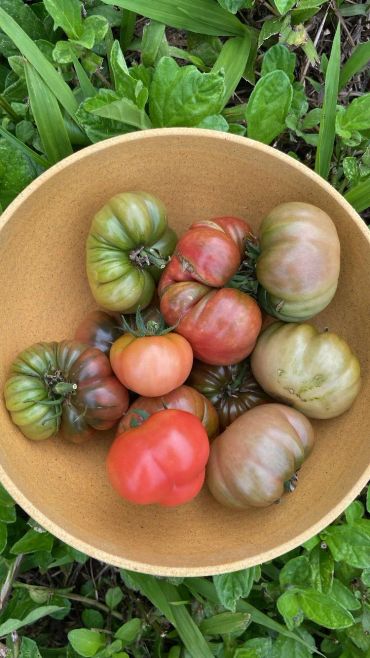A bowl of multicolored heirloom tomatoes.