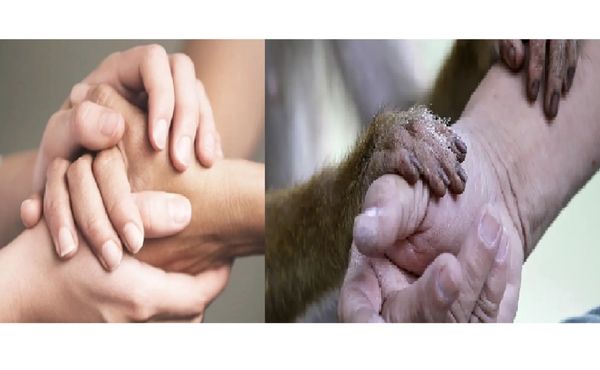 Manos humanas y de un mono entrelazadas mostrando conexión.