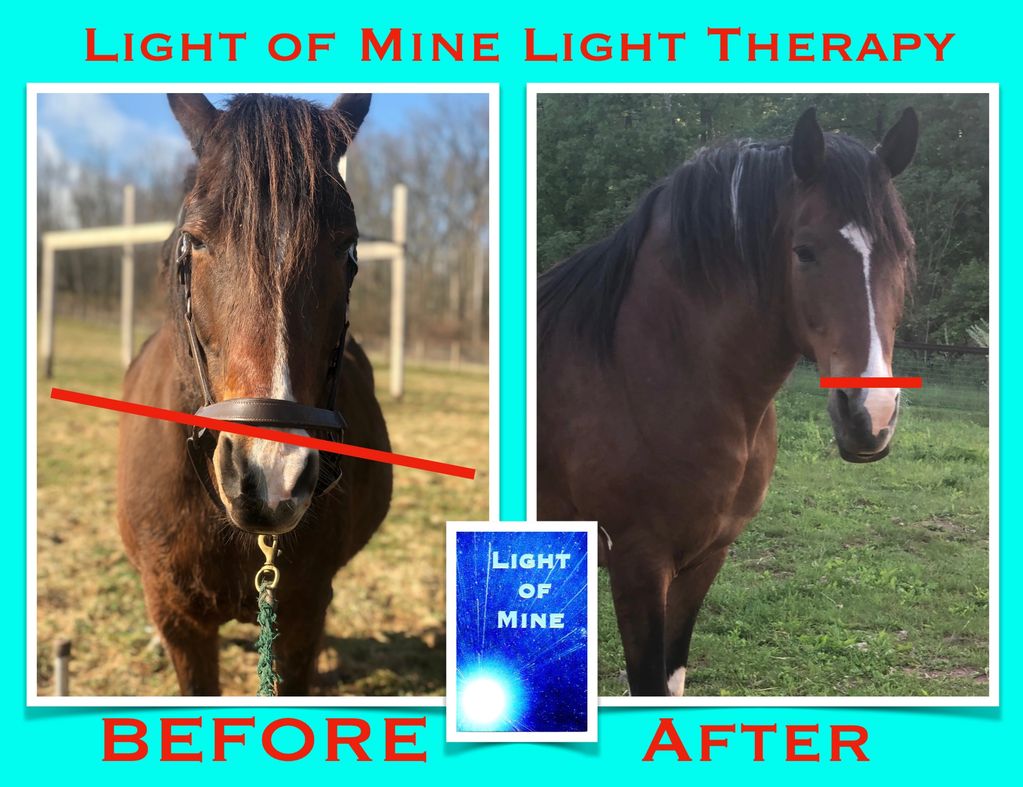 Barnabus the Horse, before and after Light Therapy.