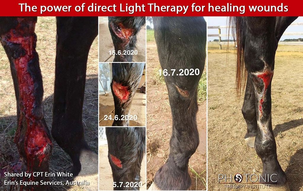 Horse leg amazingly healed in ONE month.