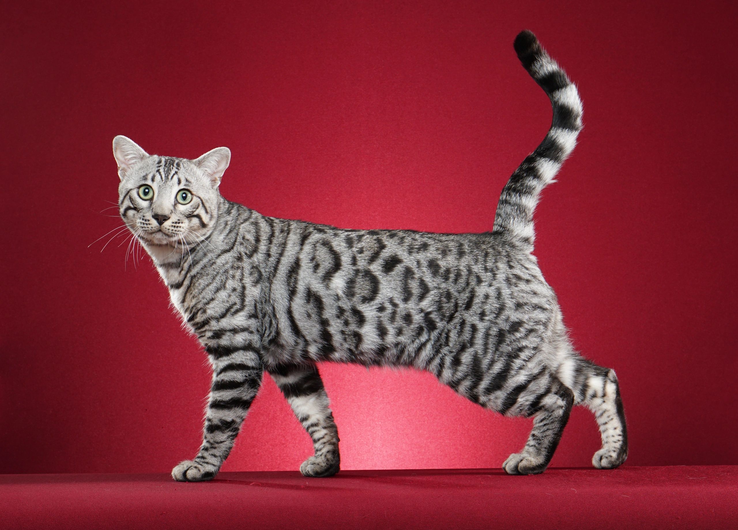 Bengal Cats and Kittens for Sale - Capstone Bengals Bengal Cats and Kittens for Sale - Capstone Bengals