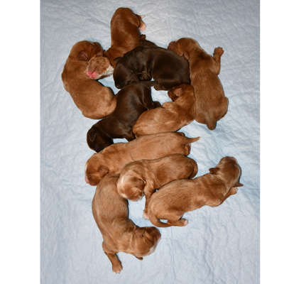 A group of newborn puppies sleeping closely together on a light blue blanket.