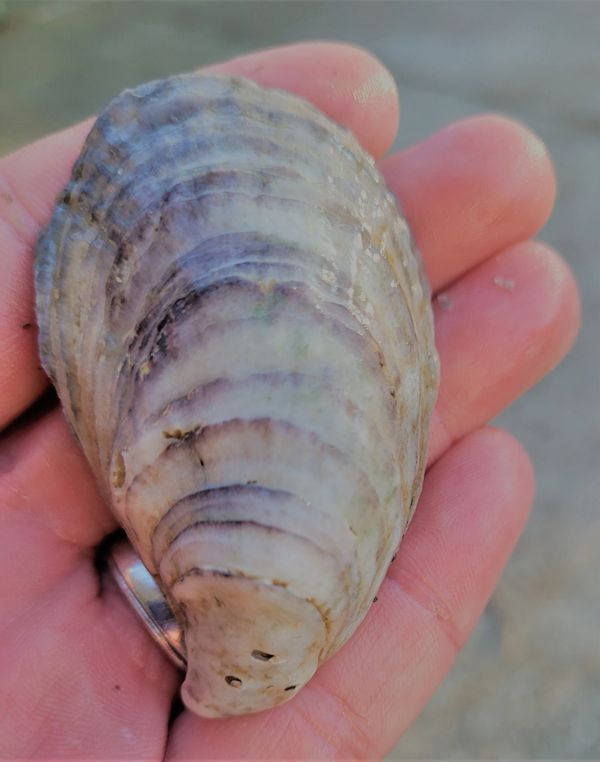 oysters, tidal guides,
