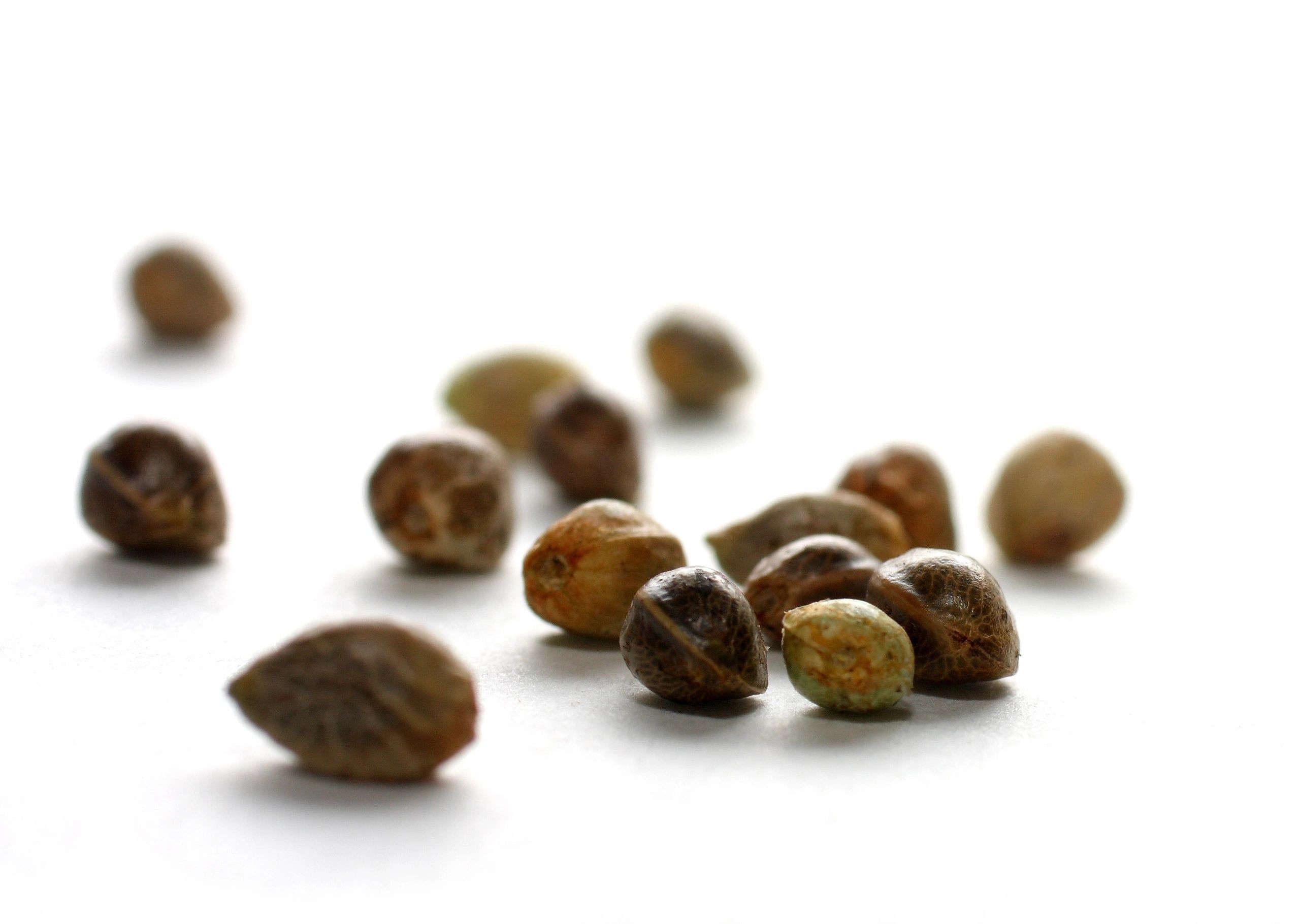 Close-up of scattered seeds on a white surface.