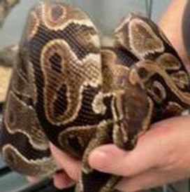 Ball Python with black and cream markings draped over a piece of driftwood.