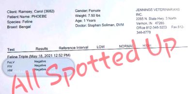Fiv/felv Test Result