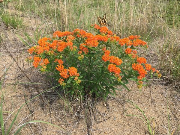 Butterfly Weed