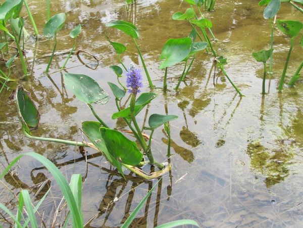 Pickerel Weed
