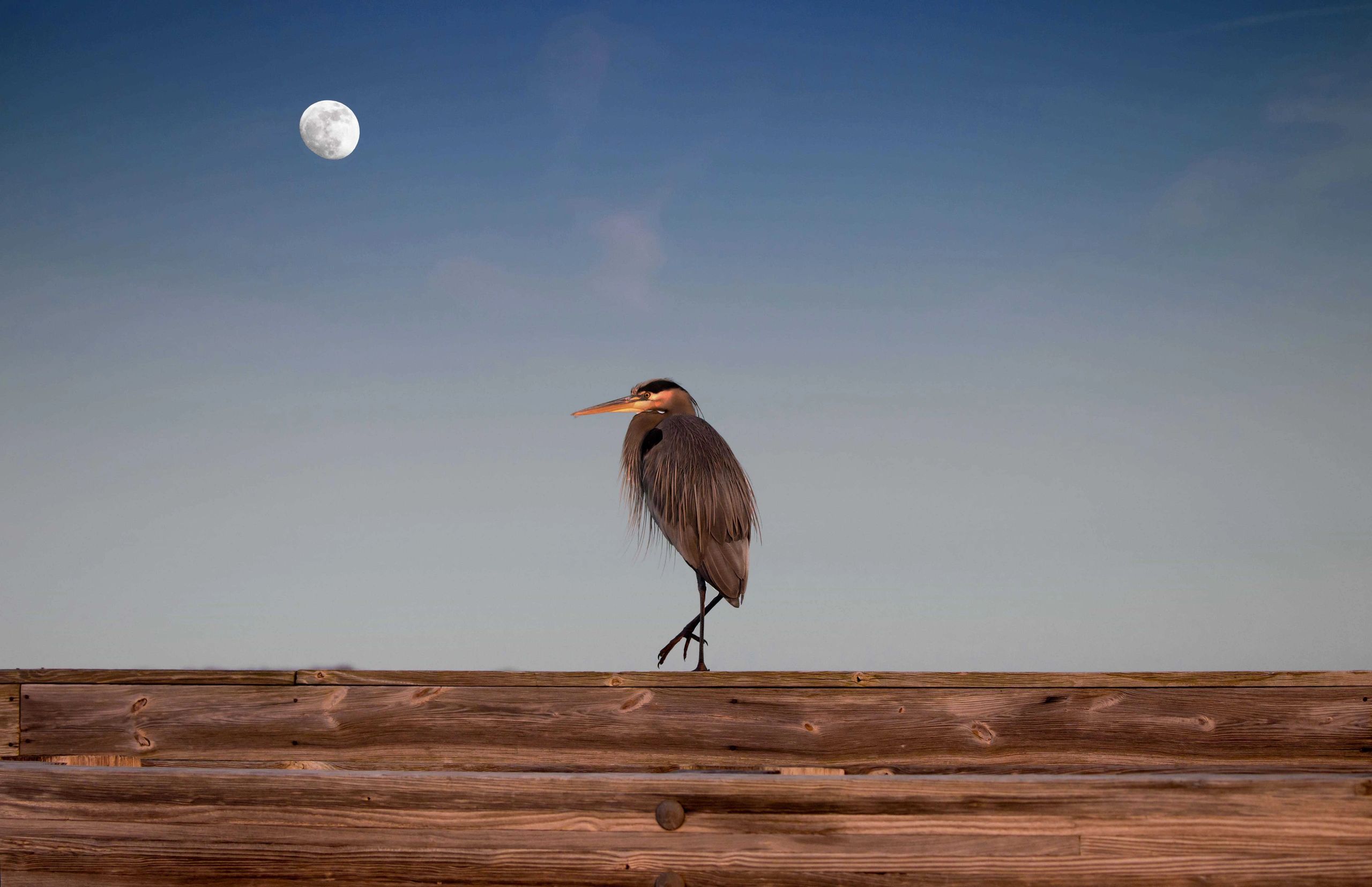 A great blue heron fishes by moonlight from the entrance bridge at Eastern Neck National Wildlife Re