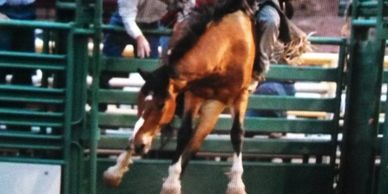 Bareback Rider Rank Bucking Horse at Rodeo