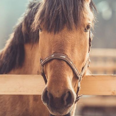 Resource about Hippotherapy