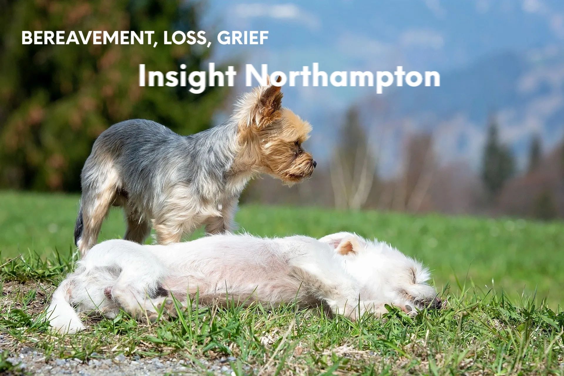 Bereavement and loss counselling in Northampton