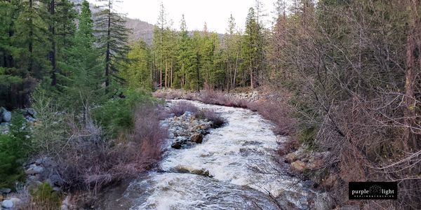 raging creek amids woods