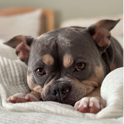 Close-up of a relaxed dog lying on a cozy blanket.