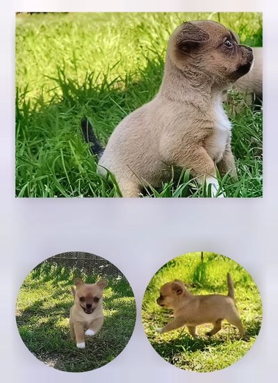 Adorable small puppy outdoors in grassy area.