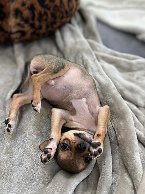 Small puppy lying on its back on a soft blanket, looking playful.