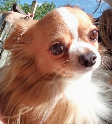 Puppies son Taco, sweet sweet boy!