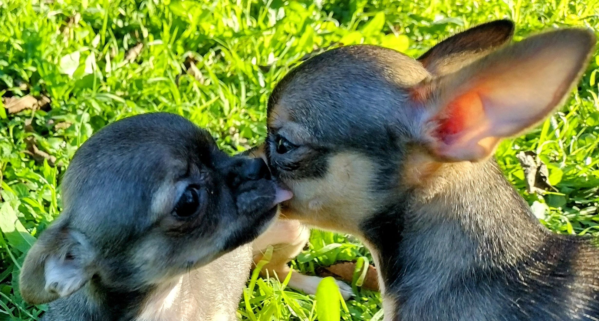 Two adorable Chihuahua Puppies kissing.