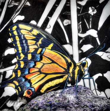 "American Tiger Swallowtail"