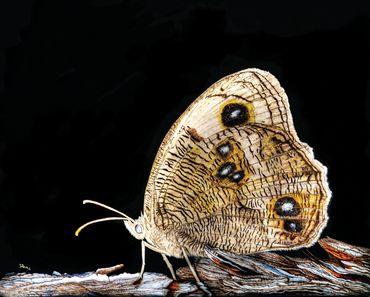 Endangered "Pearly Eye Wood Nymph"
