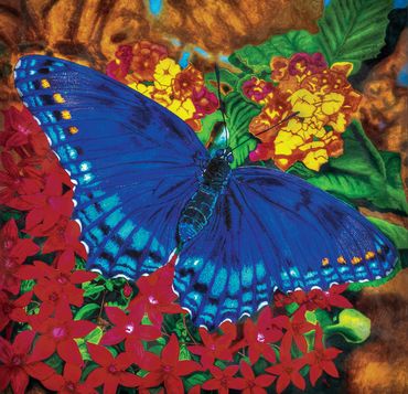 "Red Spotted Purple Butterfly"