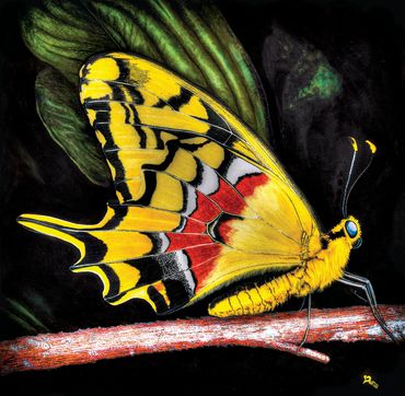 "Shaus Swallowtail"
