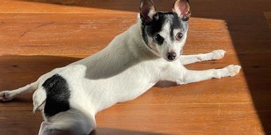 Pet , Animal recovery, Thermal Drone Pet Search