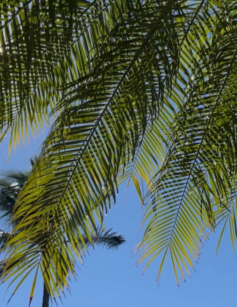 Sunlight filters through palm fronds against a clear blue sky.